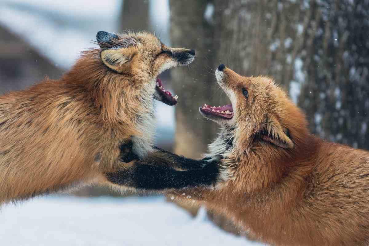 discusiones de pareja